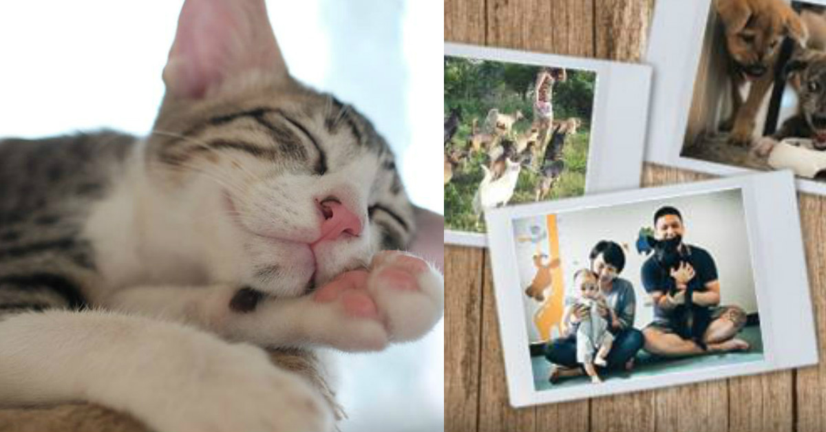 自己的好運自己存！幫助毛孩子拯救世界超簡單 捐款、公益、領養、中途之家、結紮