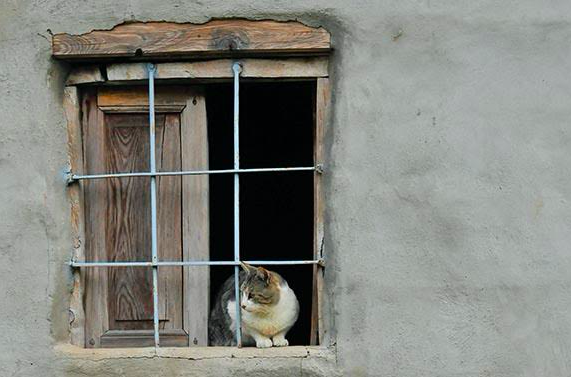 貓皇很難懂？3分鐘搞懂喵咪內心戲 貓、貓奴、喵星人、寵物