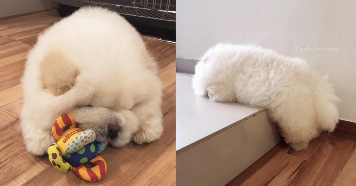 連親媽都受不了的可愛！呆萌無極限的鬆獅犬Puffie Puffie、鬆獅犬、可愛、萌、呆、puffie_the_chow、cherriepei、Puffie The Chow