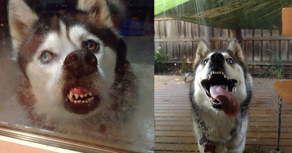 玻璃上塗了狗大麻嗎？「殭屍狗狗」舔好舔滿就是要幫你洗窗戶啊！ 傻、萌、殭屍、窗戶、舔、狗、可愛、獵奇、牙齒