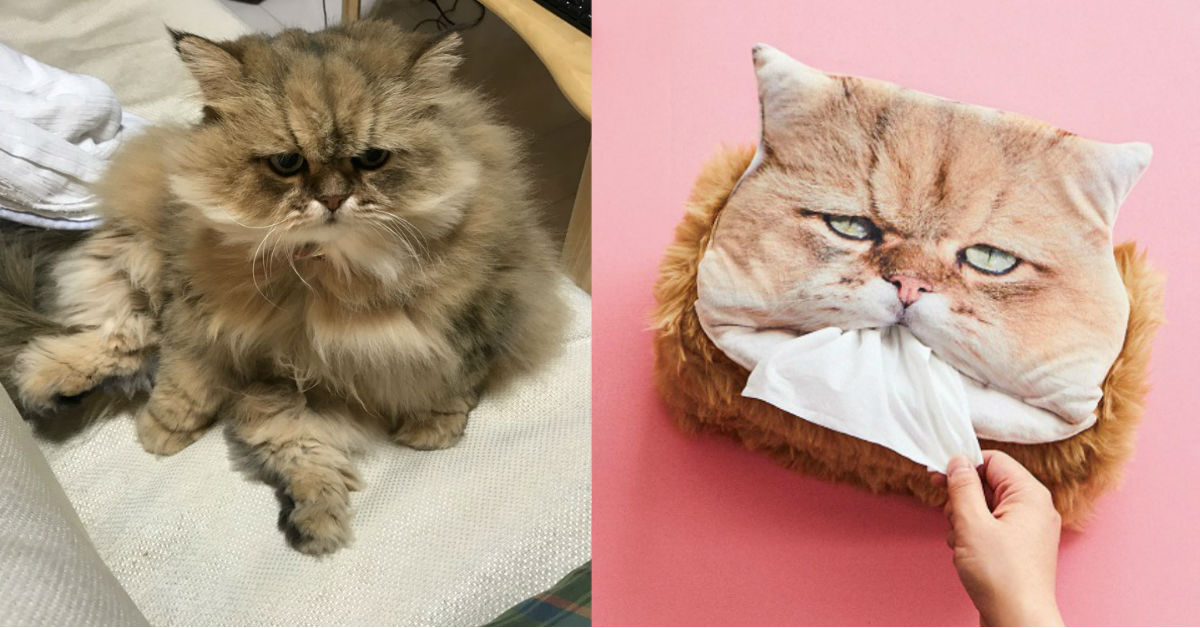 foo醬的臉實在太哀怨啦！讓人抽不了衛生紙的厭世貓咪面紙套 貓咪、面紙套、哀怨、foo醬、厭世、felissimo、貓部、波斯貓