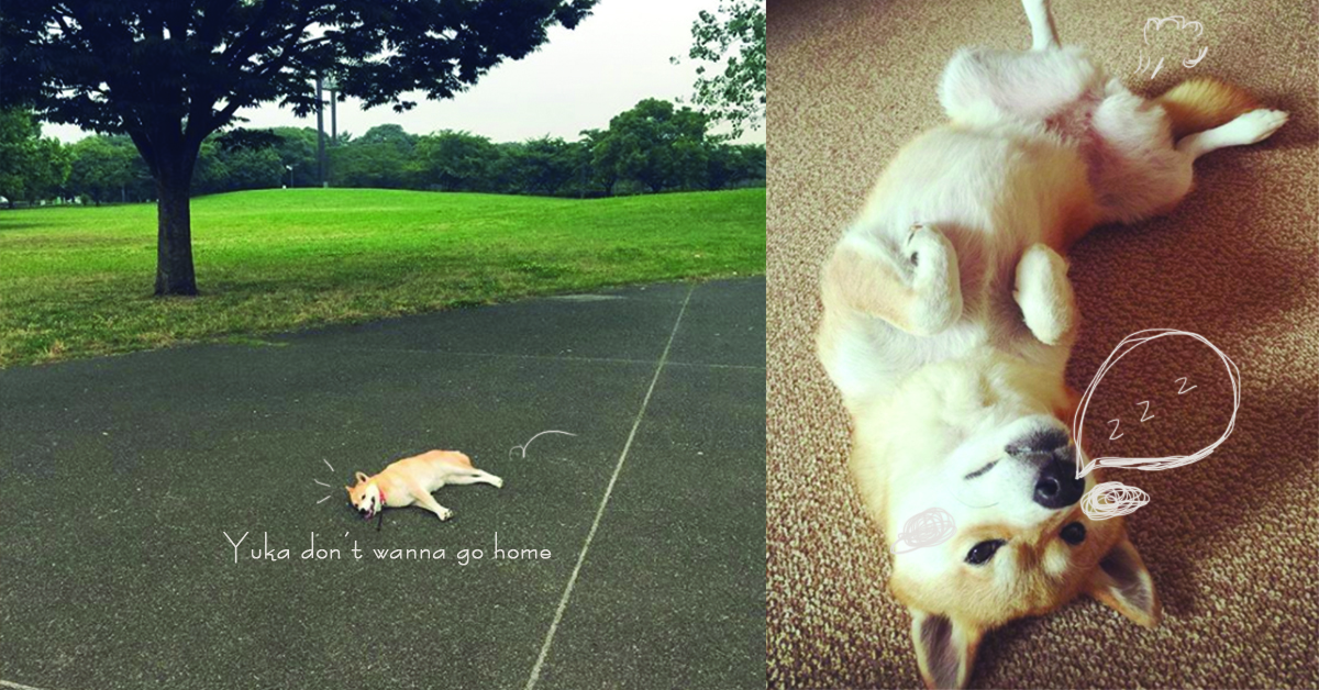 「人家不是懶惰，我只是不想回家！」背負著重要使命的慵懶柴犬Yu 柴犬、Yu、Yuka、可愛、懶惰、躺、always_with_yu、柴柴