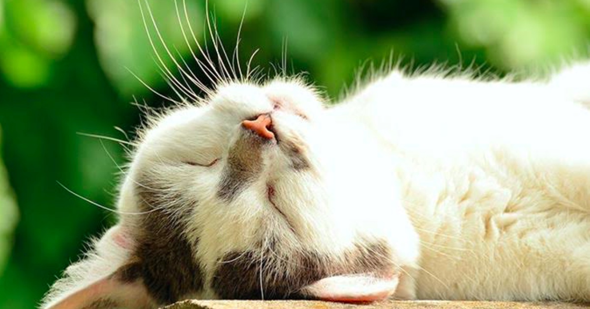 夏天到！狗貓好容易拉肚子怎麼辦？ 寵物、貓、狗、拉肚子、夏天