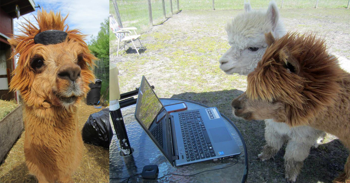 對「這一味」竟如此情有獨鍾？汗水愈猛烈愈被喜歡的羊駝舞蹈課開班啦！ 羊駝、舞蹈課、瑜伽、運動、汗味