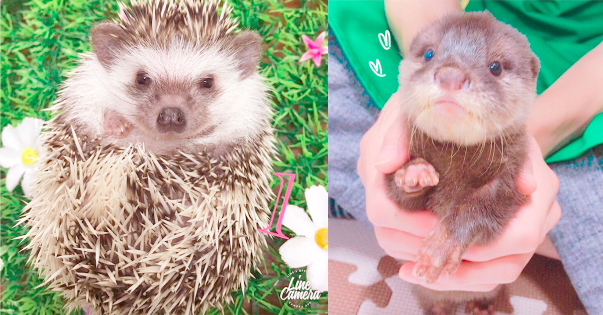 跟萌萌小水獺一起玩耍！日本「異國動物專門店」融化你的心 水獺、蜜袋鼯、刺蝟、日本、池袋、コツメイト、異國動物專門店