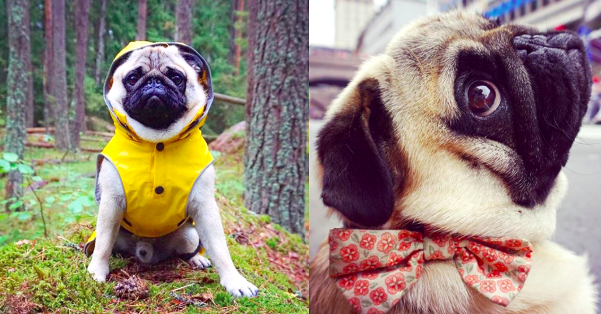 我不胖我只是讓我的性感溢出來！超有自信的巴哥Lasse教你如何stupid happy 巴哥、狗、寵物、可愛、動物