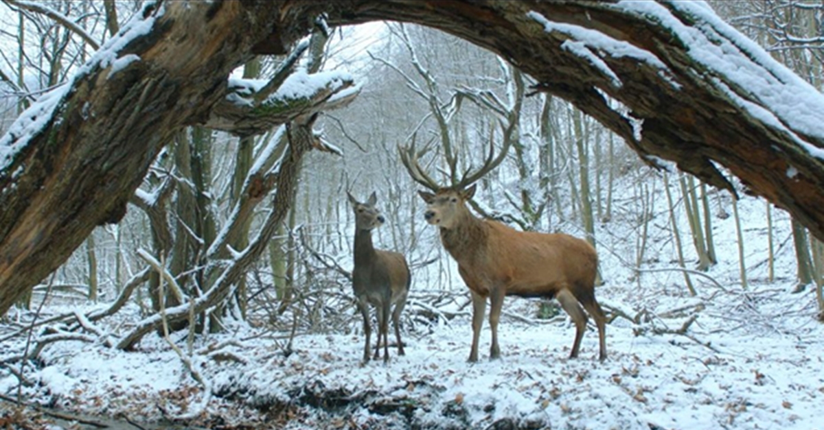 柏林金熊獎幸運得主出擊！《夢鹿情謎》將代表匈牙利角逐奧斯卡最佳外語片 柏林金熊獎、夢鹿情謎、匈牙利、奧斯卡