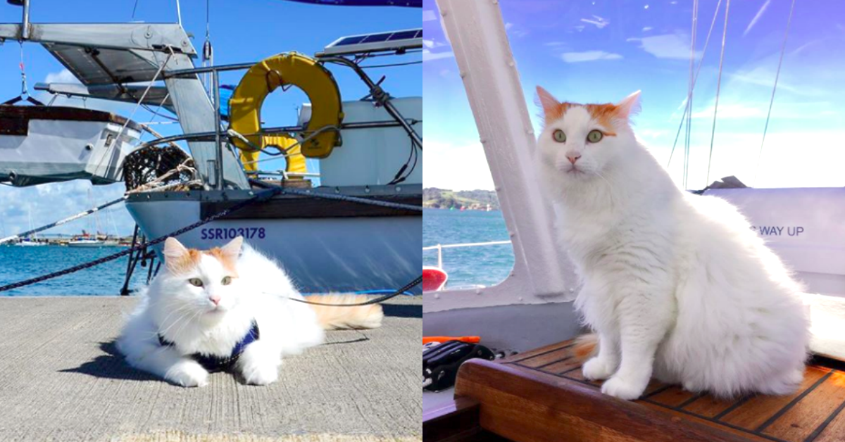 Ahoy航海王喵喵在此！熱愛出海的貓界魯夫Saltyt萌到不行 Salty Sea Cat、貓咪、船、出海、貓、可愛、寵物