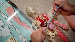 小小解剖學 骨骼、臟器與肌肉皆可拆解式人體模型玩具 解剖、玩具、模型、人體、臟器