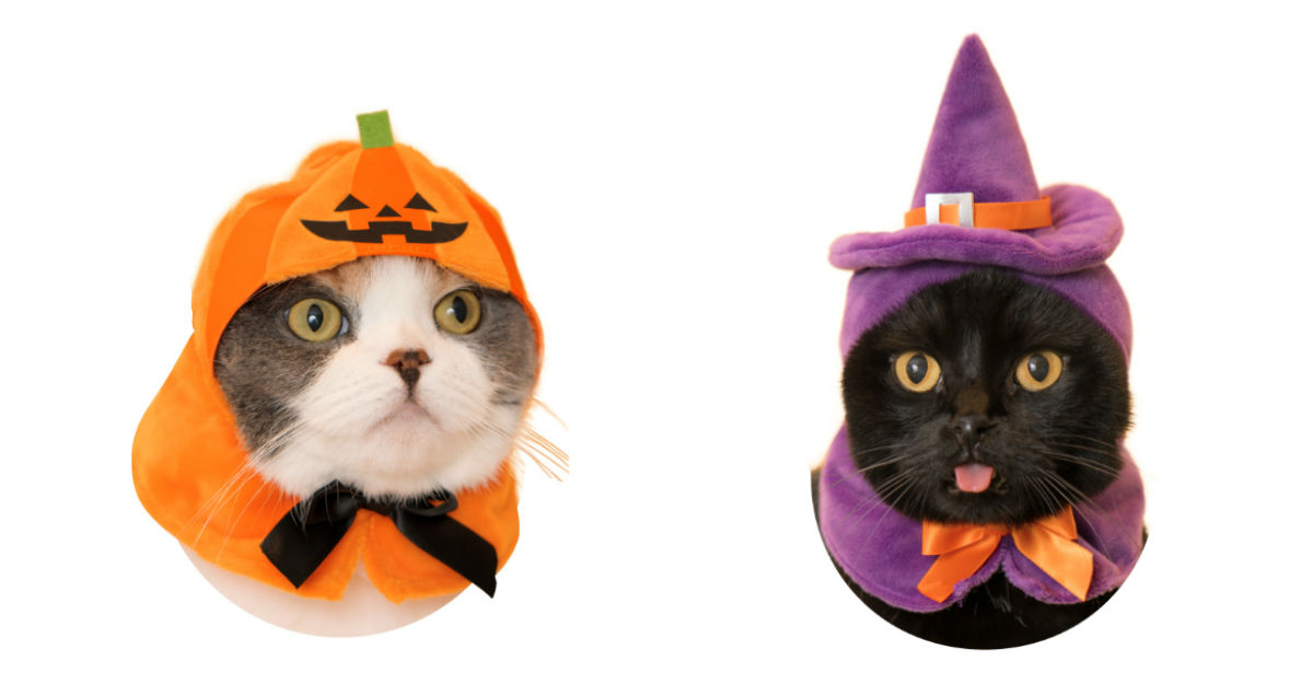 不給罐罐就搗蛋！大人氣貓咪頭套萬聖節版來啦 貓咪、頭套、萬聖節、扭蛋、三麗鷗