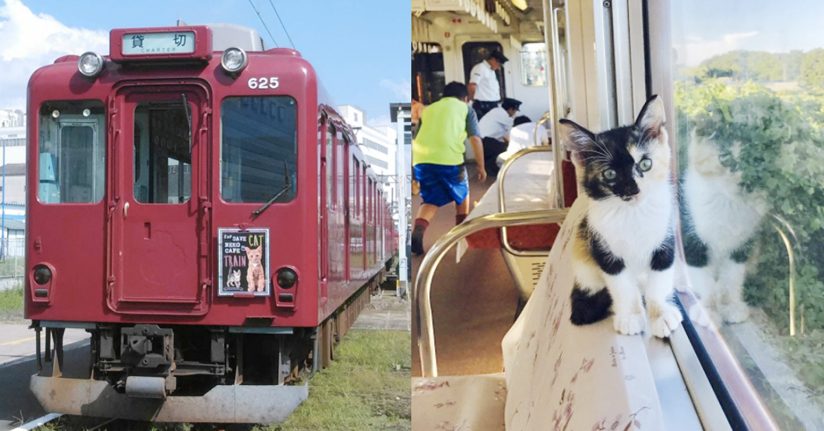有貓貓們陪伴的旅程真療癒啊！日本養老鐵道推出專屬車廂貓咪café 貓咪、鐵道、火車、流浪貓、養老鐵道