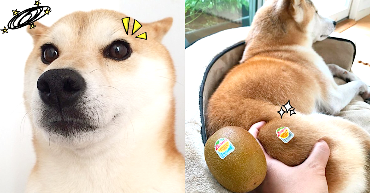 「萌柴」界的冰山公主居然是大暖女？柴犬Lilico與2個妹妹的慵懶日常 柴犬、狗、汪星人、寵物、柴柴