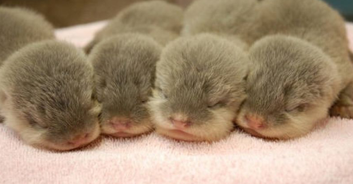 看完都想要養穿山甲了～兇猛肉食性動物的Baby模樣也太、可、愛！ 小時候、肉食性動物、baby、兇猛、反差萌、可愛、萌、貓頭鷹、水獺、穿山甲、食蟻獸、鴨嘴獸、懶熊、小知識、科普