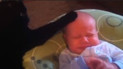 找褓姆嗎？養隻貓就可以了！可愛貓褓姆影片 影片、貓咪、萌、寶寶、狗狗