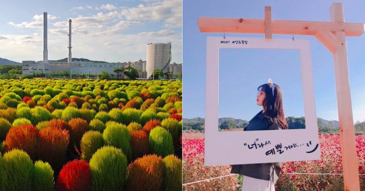 韓國也有超萌波波草！楊州秋季「千日紅慶典」隱藏版絕美賞花景點 韓國、千日紅慶典、賞花、秋天、楊州、波波草、Nari公園