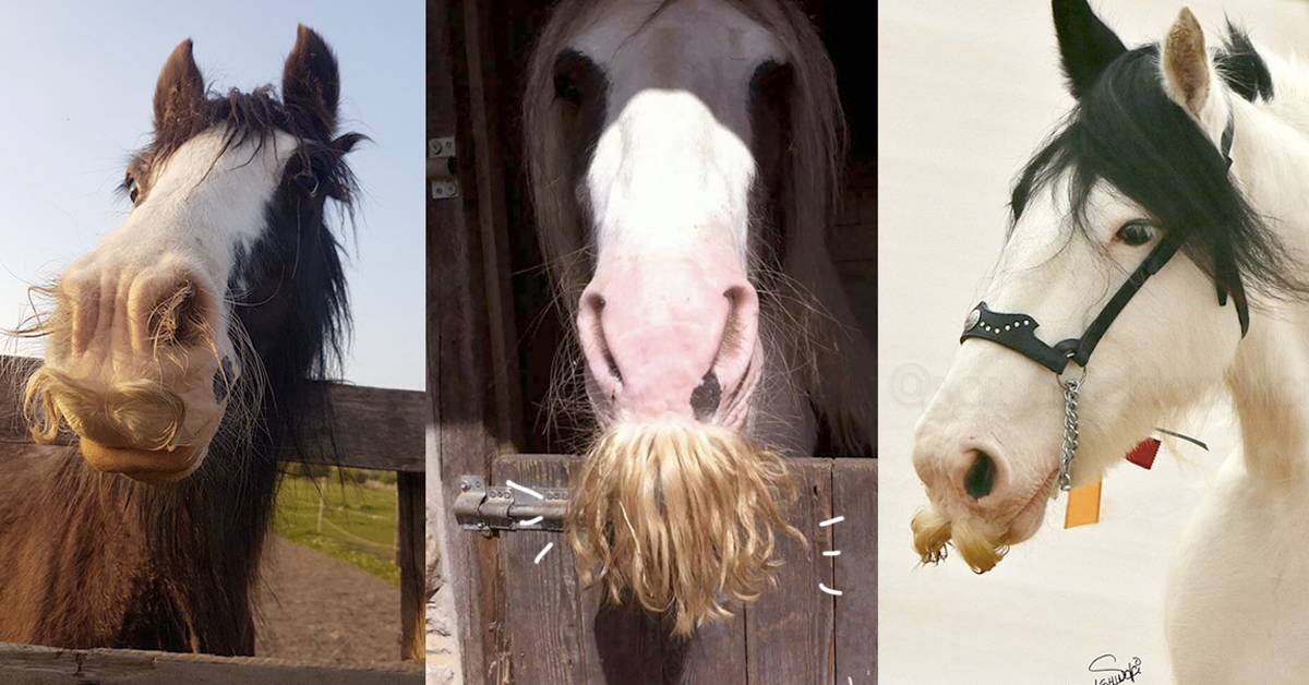 馬居然也會長鬍子？比貴族還高貴的金鬍子讓網友驚呼連連 吉普賽馬、馬、搞笑、滑稽、剃鬍子、鬍子、造型、Gypsy Vanner