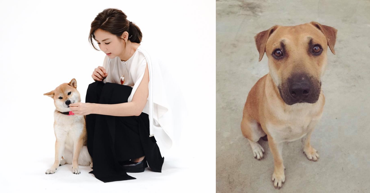 狗狗被毒死！Ella難過發文弔愛犬呼籲愛惜生命 ella、愛狗、狗狗、愛犬、毒死、布丁