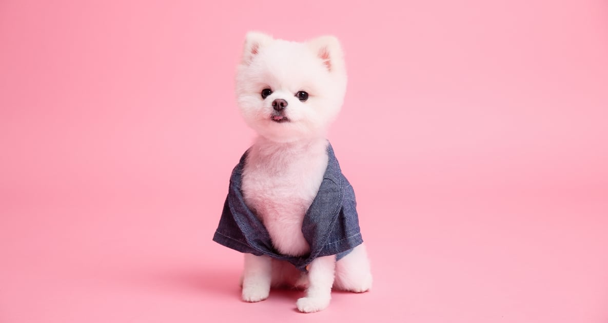 寵愛毛小孩！寵物精品Dear my Animal邀你一起化小愛為大愛 寵物精品、Dear my Animal、愛