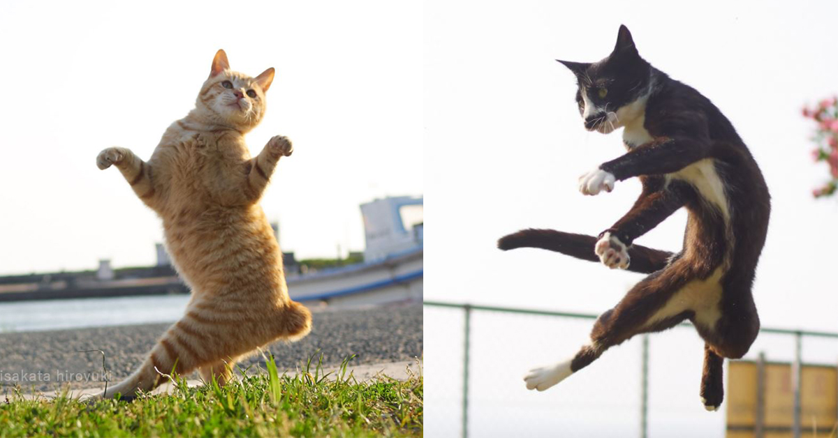 喵星拳萌氣上場！日攝影師讓貓奴直呼「這家暴我可以」 貓拳、日本、攝影、街拍、貓咪、アクセント、sakata_77、藝術