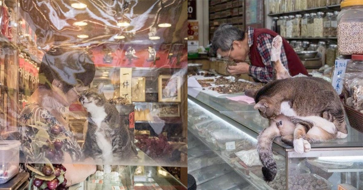 香港「舖頭貓」耍廢才是本業！荷攝影師完美捕捉人貓最萌友誼 chinesewhiskers、Marcel Heijnen、荷蘭、攝影師、香港、舖頭貓、店貓、藝術