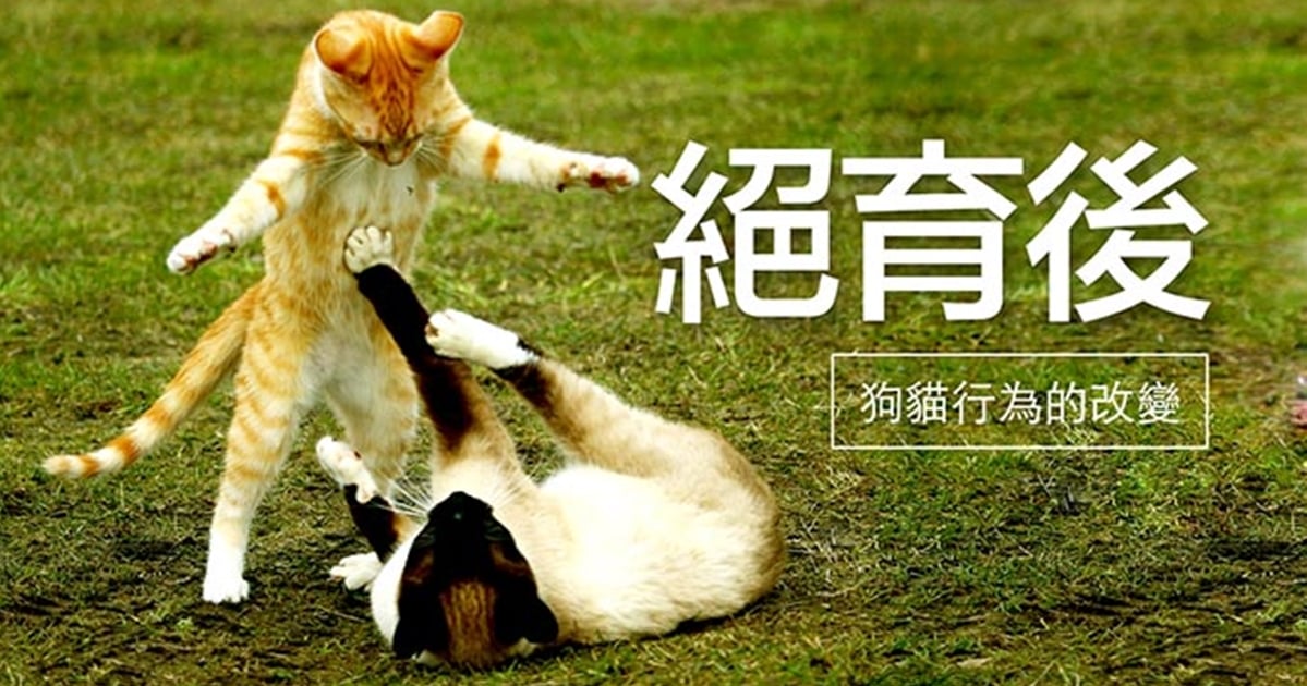 主人們都該懂的事！沒有蛋蛋不哀傷狗貓絕育後行為的改變 狗、貓、絕育、行為改變、寵物