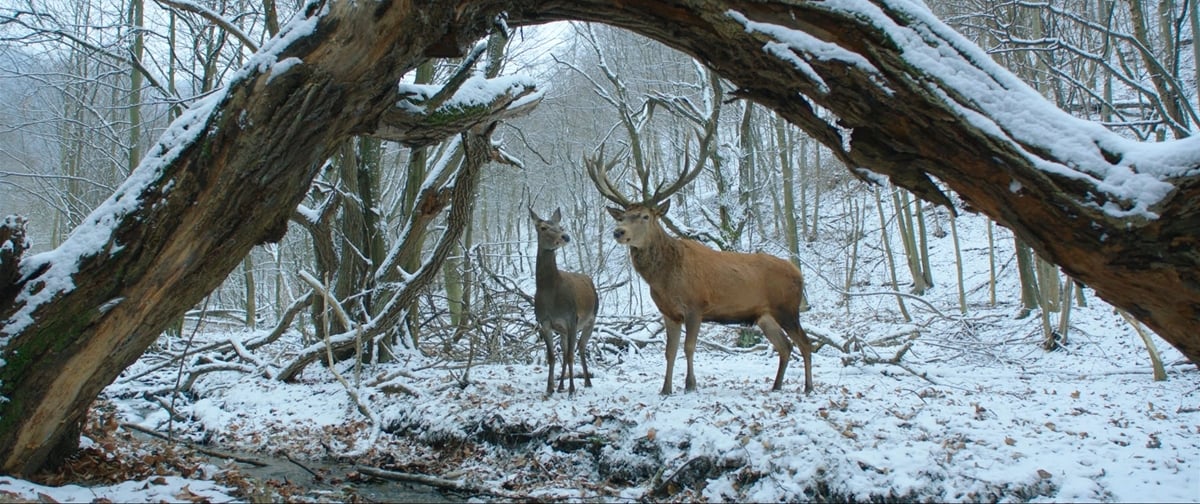 「異床同夢」的奇幻劇情！柏林影展金熊獎得主《夢鹿情謎》即將在台上映 柏林影展、金熊獎、得主、夢鹿情謎、電影