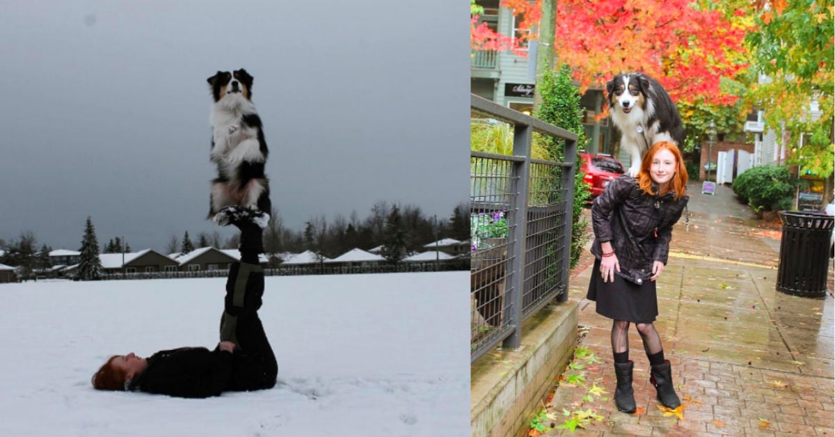 會做瑜伽的聰明狗狗！澳洲牧羊犬與紅髮少女的貼心日常 Secret、Mary、瑜伽、Doga、狗狗瑜伽、澳洲牧羊犬、神犬、my_aussie_gal