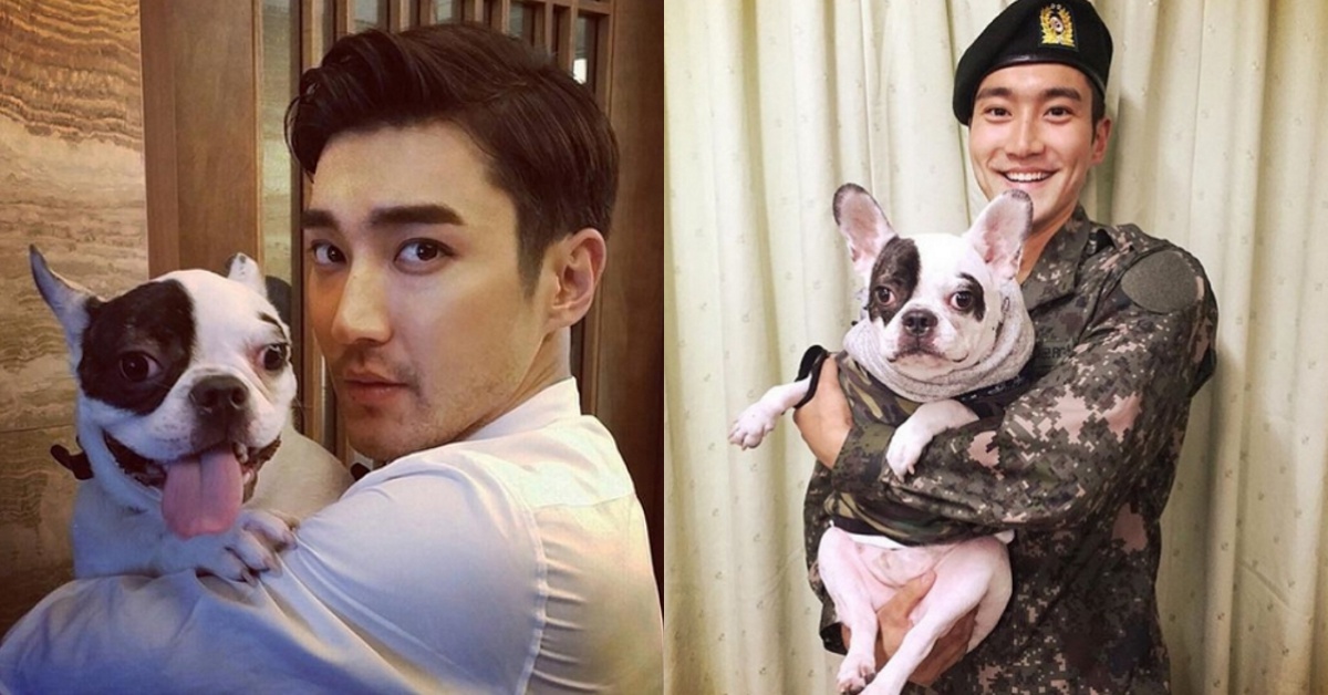 始源因愛犬事件受到輿論抨擊！將缺席SJ日本粉絲見面會 SJ、Super Junior、崔始源、狗、E.L.F、卞赫的愛情