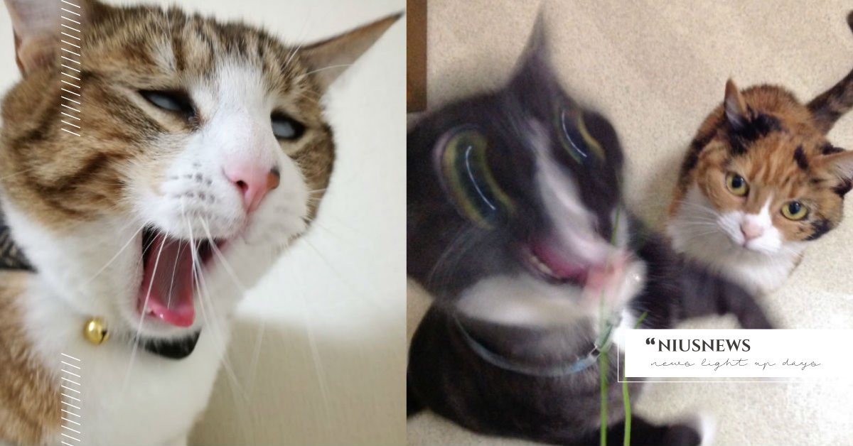 奴才們這樣搞是在找死嗎？日本推特盃#貓咪醜照大賽崩壞開催 貓咪、醜照、ねこの写真へたくそ選手権、推特、日本