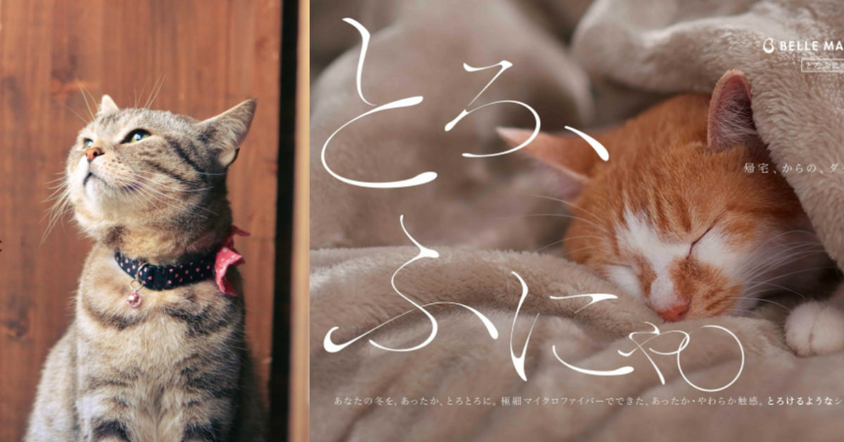 主子們最愛的毛毯材質是哪種？貓咪實際試躺後結果出爐啦 貓咪、貓咪共和國、毛毯、材質、搖粒絨