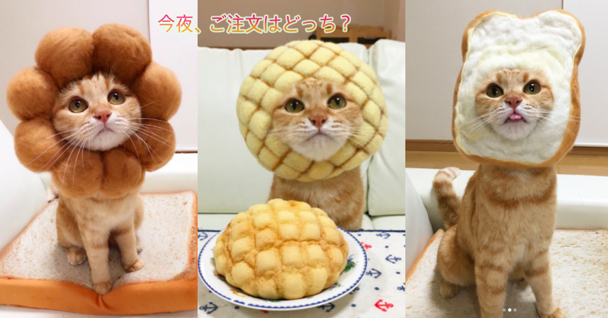 貓奴們又要被萌到崩潰了！史上最厭世喵喵麵包今晚你要選「兜幾」？ 日本、可愛、貓咪、喵星人、貓奴