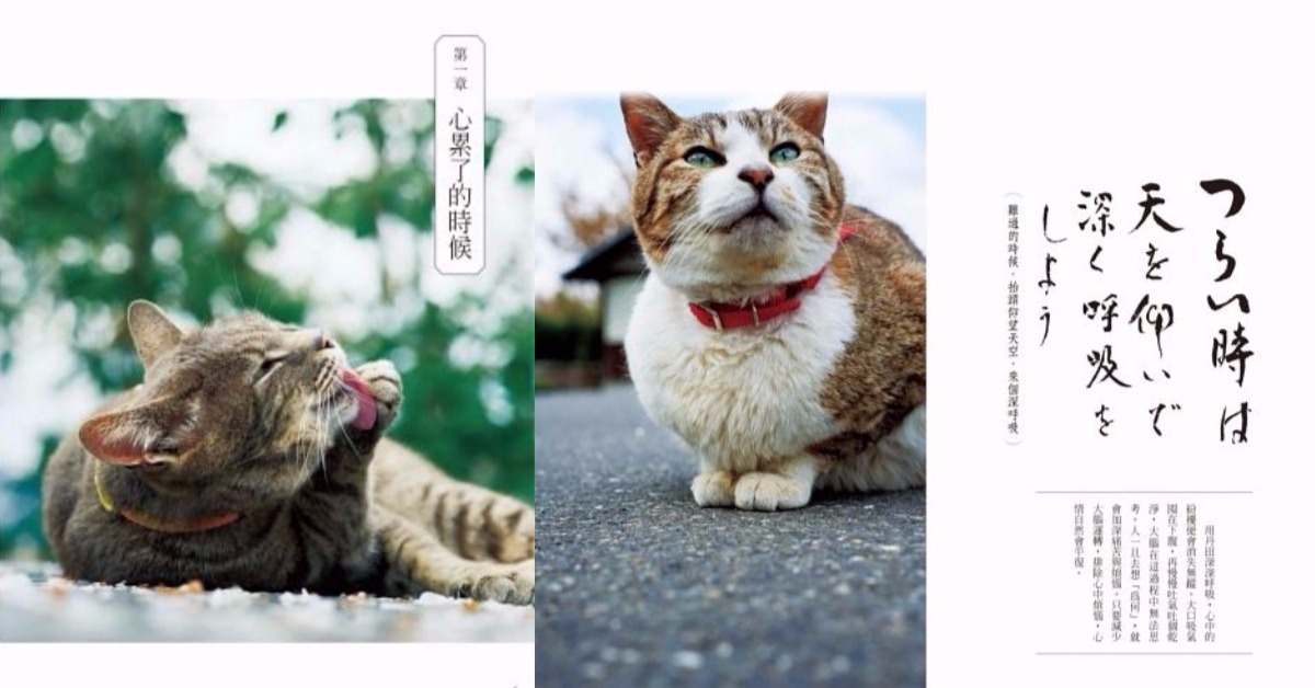 人生有什麼好煩惱的啦！跟《貓僧人》一起懶洋洋生活 貓咪、寺廟、御誕生寺、放鬆、療癒、買書、剁手指小姐、住持、煩惱、人生哲學、名古屋、讀讀書