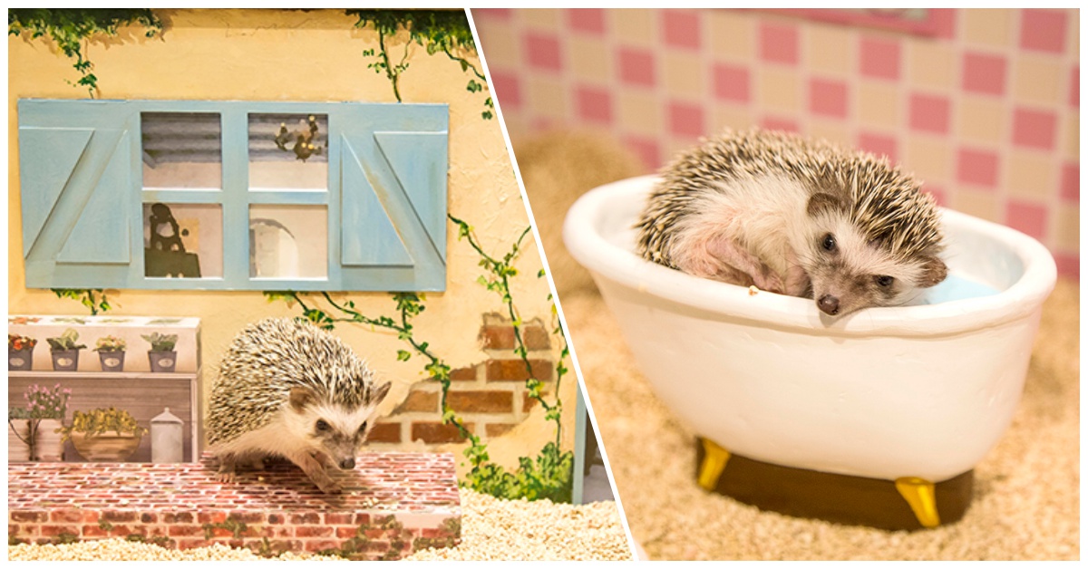 歡迎參觀我的家！日本「刺蝟娃娃屋」咖啡廳萌翻你的心 刺蝟、娃娃屋、模型、動物咖啡廳、澀谷