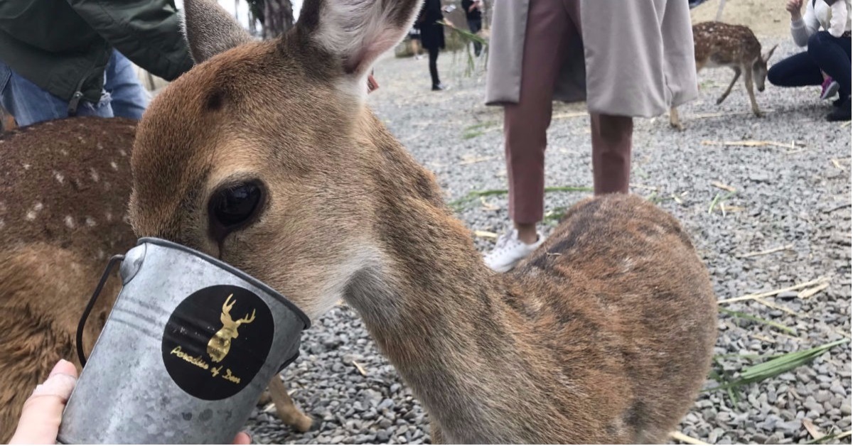 台灣奈良94這裏！奇幻「鹿境」萌翻天還有各種超美味早午餐 奈良、鹿、梅花鹿、早午餐、墾丁、南部、避冬、文創、復古風、手作餐點