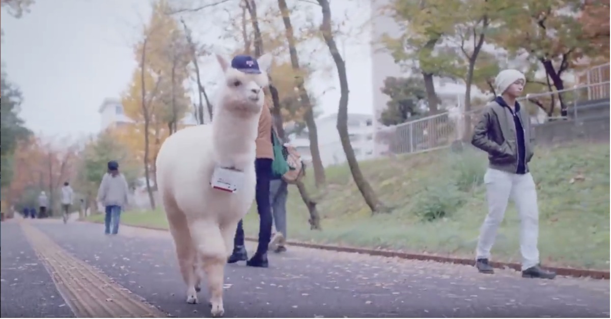 日本郵局超會！請來草泥馬當郵差 日本廣告、郵局廣告、郵局、草泥馬、郵差