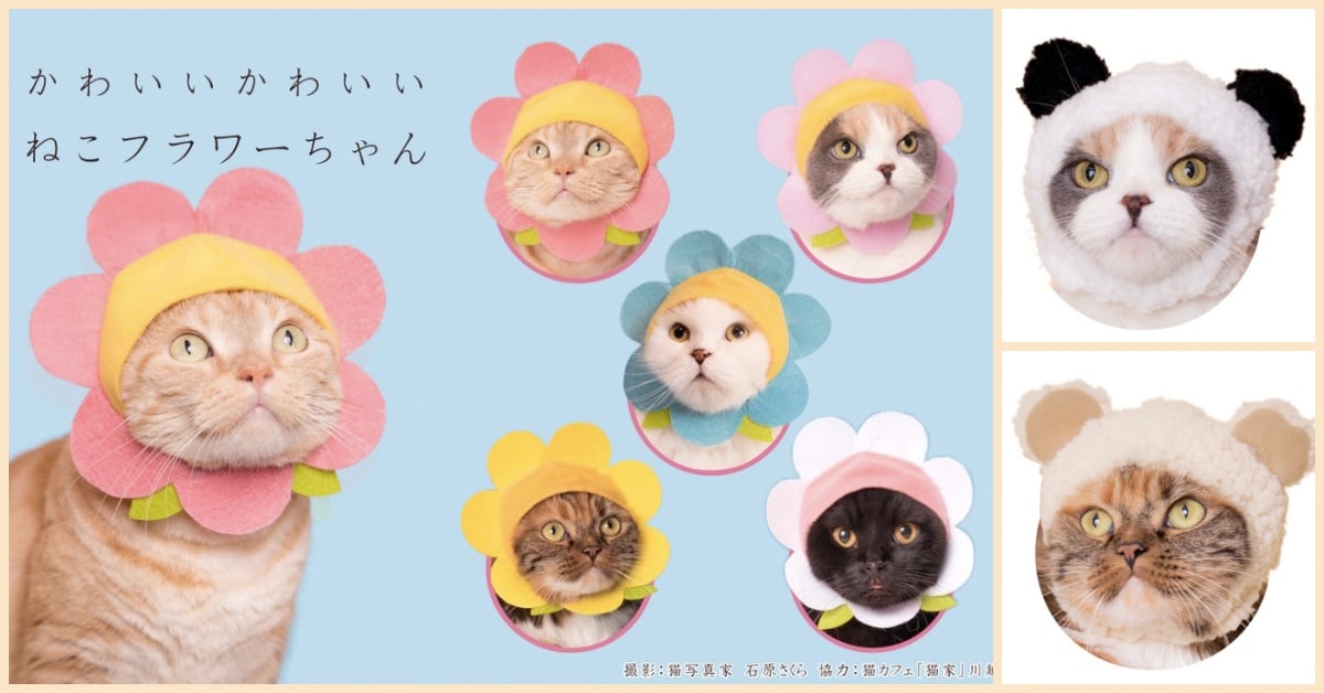 居然敢讓主子腦袋開花！大人氣「貓咪頭套」呆萌登場 奇譚俱樂部、貓咪頭套、扭蛋、開花、花朵