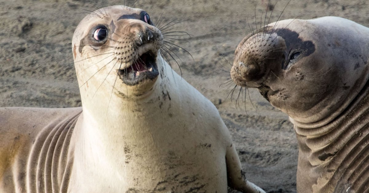 看到你們開心我也就開心了！2017年最搞笑的動物攝影集 年度回顧、排行榜、搞笑、動物、2017