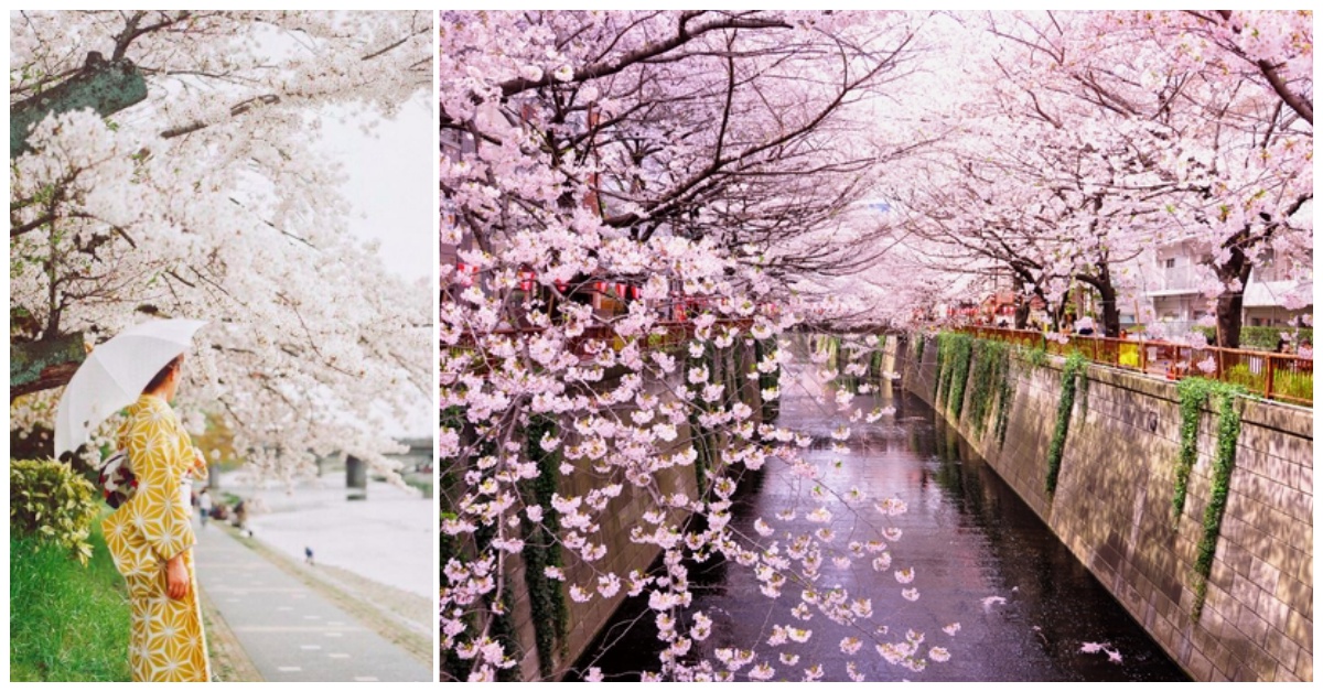 日本2018首波櫻前線初公開！準備飛東京靖國神社、目黑川賞櫻去 日本、愛玩妞、櫻前線、2018、櫻花