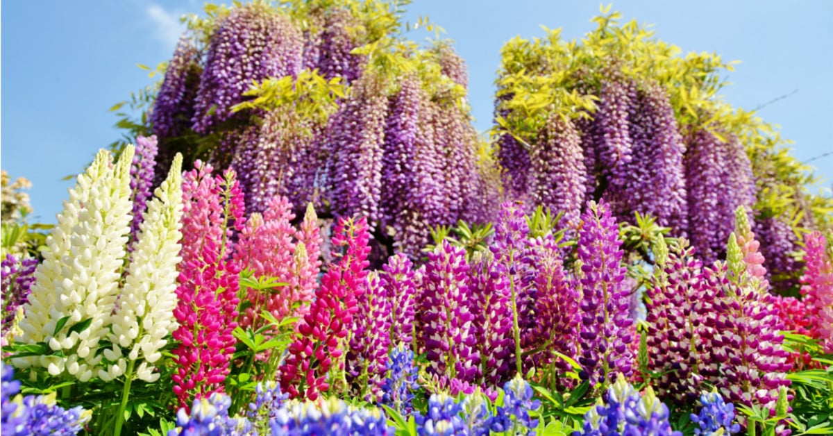一期一會的紫色浪漫！走進足利花園尋夢幻藤花隧道 紫色、花園、紫藤花、日本、旅遊