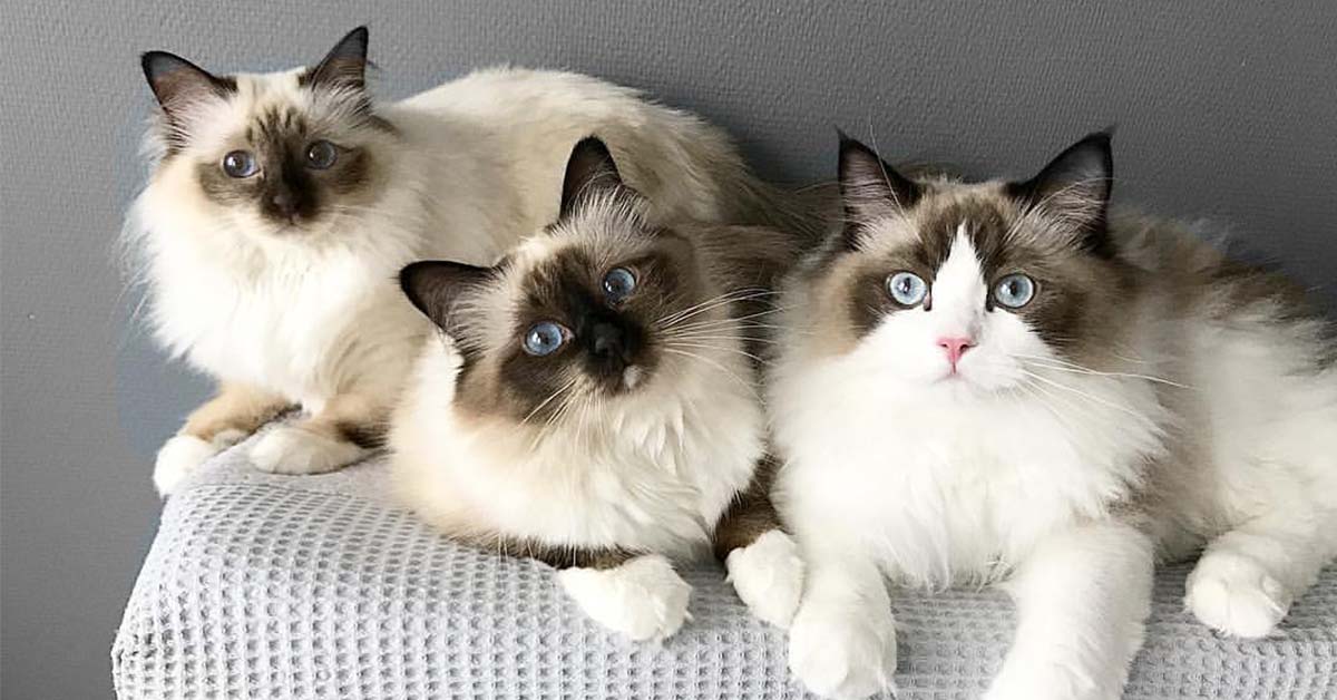 就是喜歡懶懶地掛在你肩上！3隻愛跟主人黏TT的伯曼貓 Olan、Nina、Lola、ladylolathecat、貓咪、撒嬌、肩膀、Iris、LadyLola