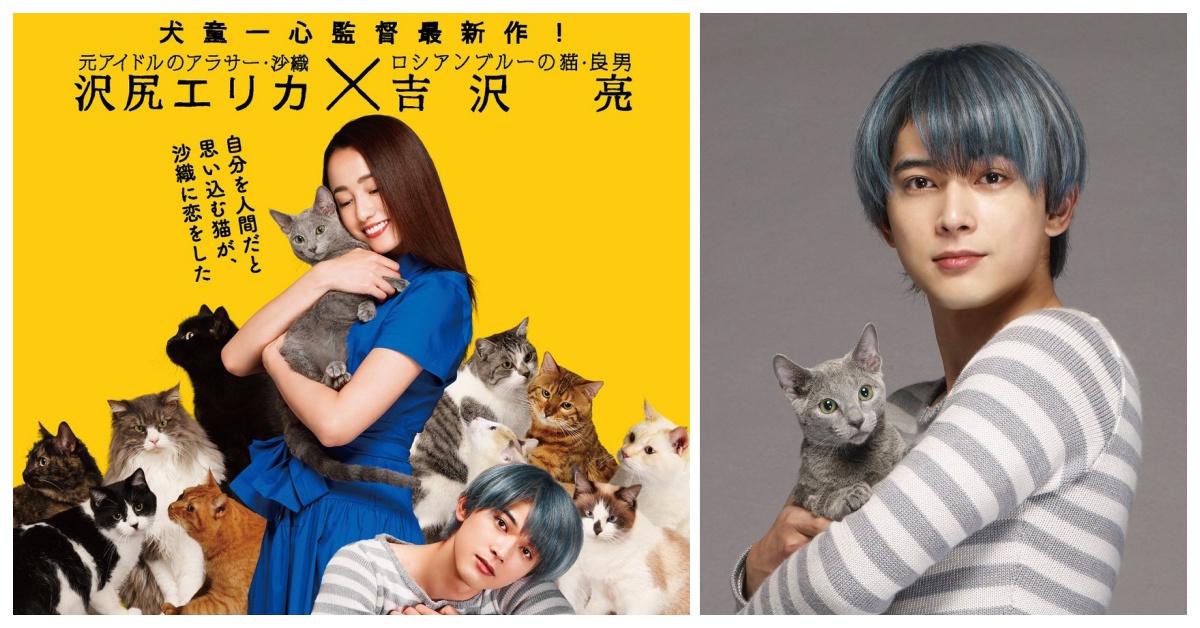 我的男友是隻貓？！吉澤亮化身俄羅斯藍貓溫柔守護澤尻英龍華 吉澤亮、澤尻英龍華、猫は抱くもの、擬人化、俄羅斯藍貓