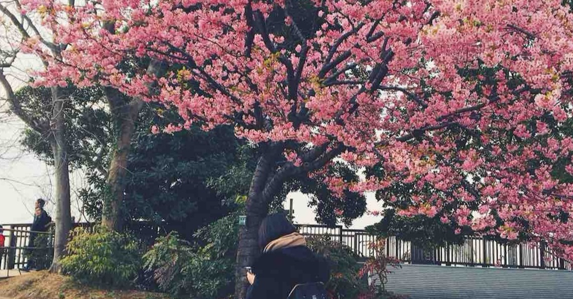 跟著茄子先生！東京春景櫻花散策一次就上手 茄子先生、東京、旅遊、散策、櫻花、拍照、技巧、神社、淺草寺、江島神社、淺草寺