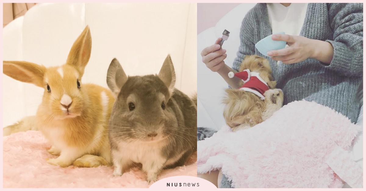 與小龍貓、貓頭鷹拍出夢幻美照！室內動物園「Animo」讓你少女心大噴發 Animo、室內動物園、可愛、動物、夢幻、少女