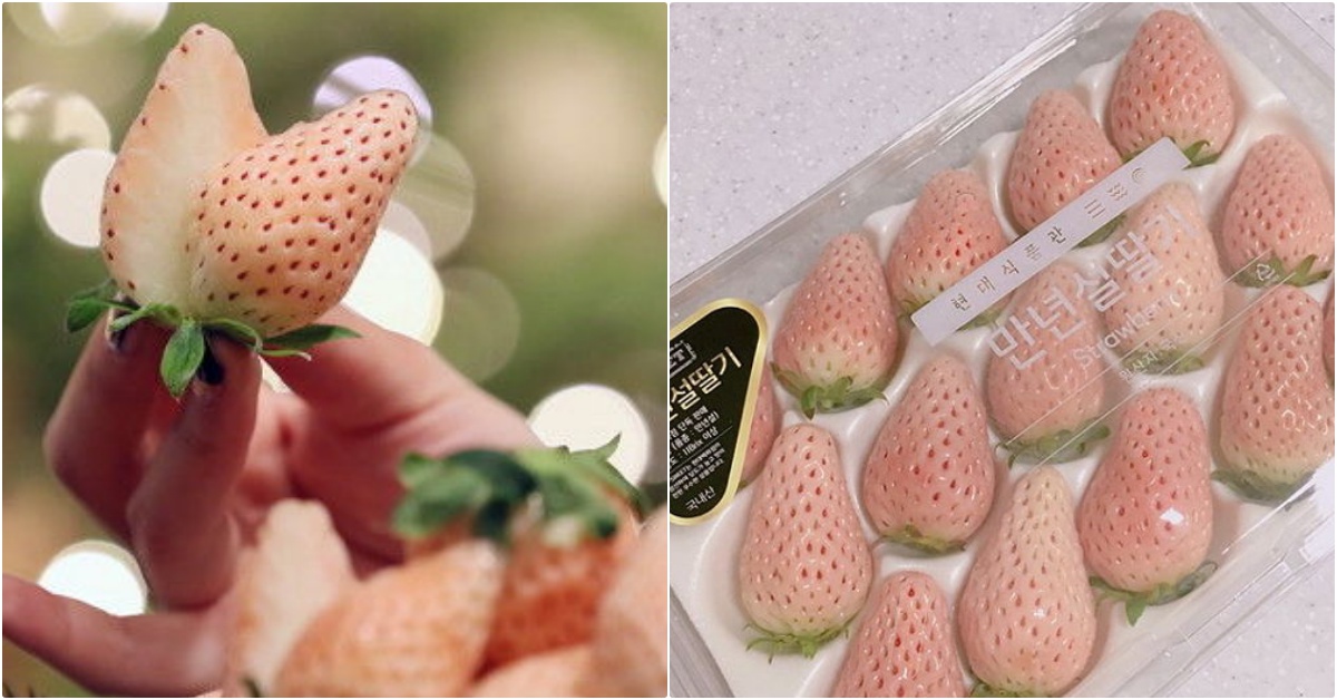 一口咬下初雪般的甜蜜心動！韓國「萬年雪」全白草莓甜度翻倍爆紅中！ 草莓、草莓季、萬年雪、白草莓、韓國美食、韓國旅遊、韓國正紅話題