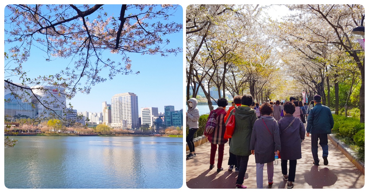 【安妞！首爾543】誰說出國賞櫻花就要飛日本？到首爾「石村湖櫻花節」享受春天吧 去，你的首爾、妞新聞專欄、安妞！首爾543、石村湖櫻花節、賞櫻、韓國、松坡渡口公園