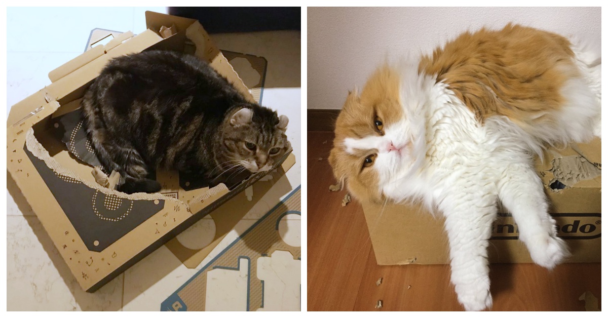 人貓間的紙箱爭奪戰開打！眾所期待的Nintendo Labo新上市傳出災情慘重 Nintendo Labo、紙箱、災情、貓咪、咬壞、破壞、喵星人