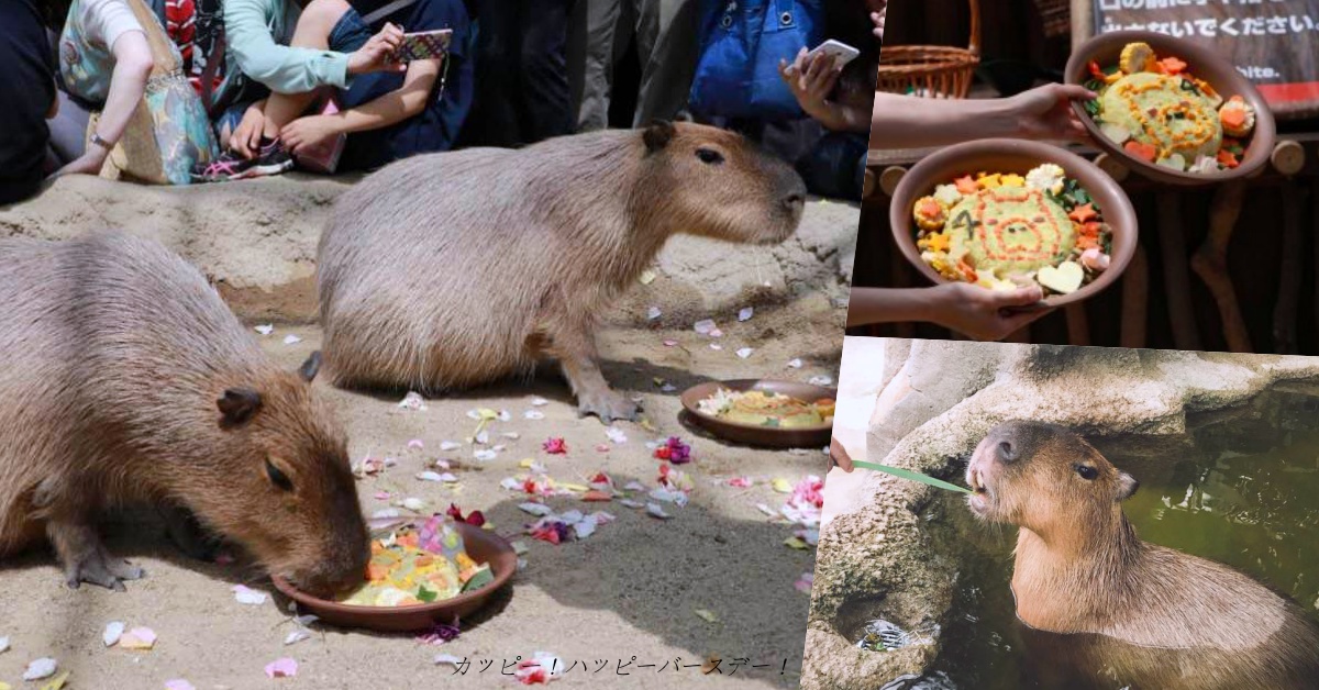 長大一歲請繼續幸福泡溫泉❤「神戶動物王國」水豚們的5歲生日趴即將舉行 愛玩妞、神戶、水豚、神戶動物王國、kobe