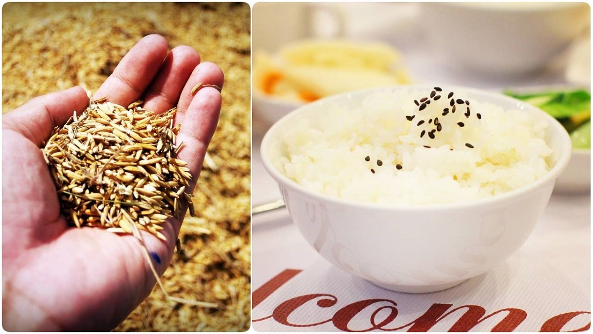 跟小S一樣是飯控都想知道的秘訣！內行人才懂「現碾米」也有357之分 女生寓所、米、碾米、日本、越光米、台灣、池上米、白米、HOLA、糙米