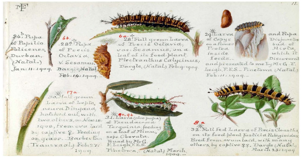 追蝴蝶60年的女子──《探險家們的寫生簿》書摘連載：瑪格麗特‧封丹 | 妞書僮 蝴蝶、探險家們的寫生簿、寫生、 素描、探險、冒險、讀讀書