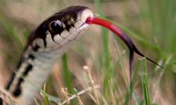 伸舌頭事件簿  白蛇娘娘吐信祝大家蛇年吉祥！    蛇、吐舌、吐信、動物小百科、舌頭分岔